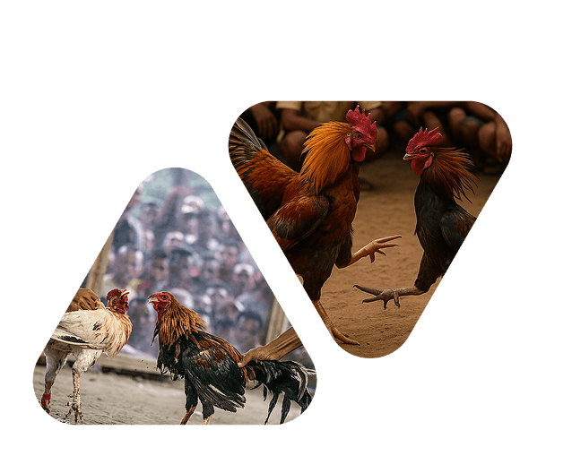 bj66-home-banner-img